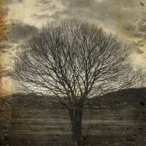 Sepia Tree