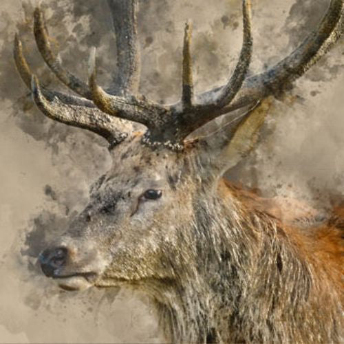 Yes, Deer
