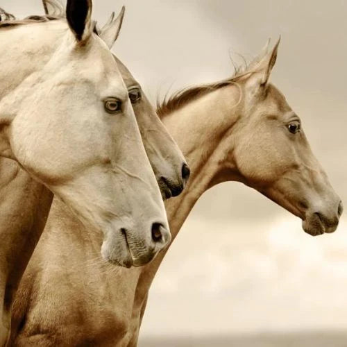 Mint by Michelle Decoupage Paper Sepia Horses/Reverse Sepia Horses
