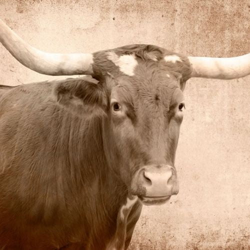 Texas Longhorn