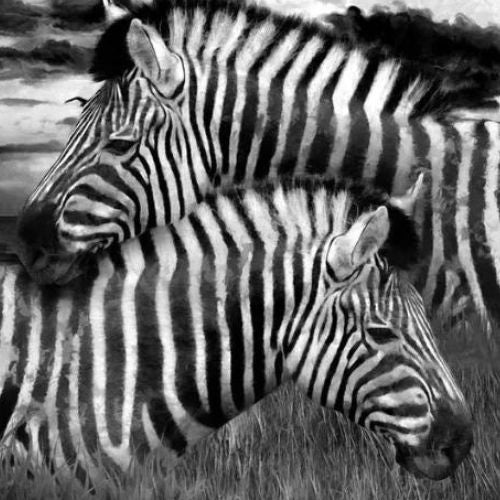 Zebras - Retired