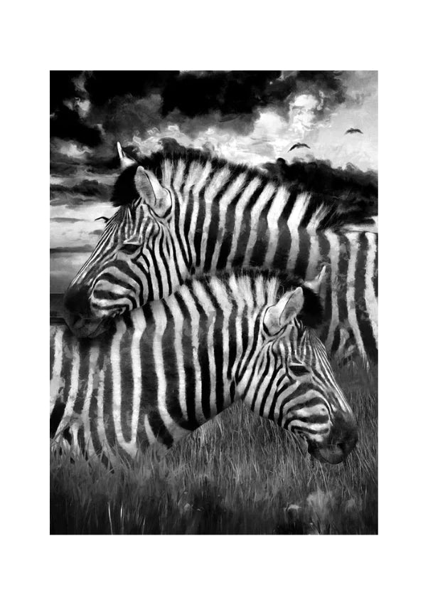 Zebras - Retired